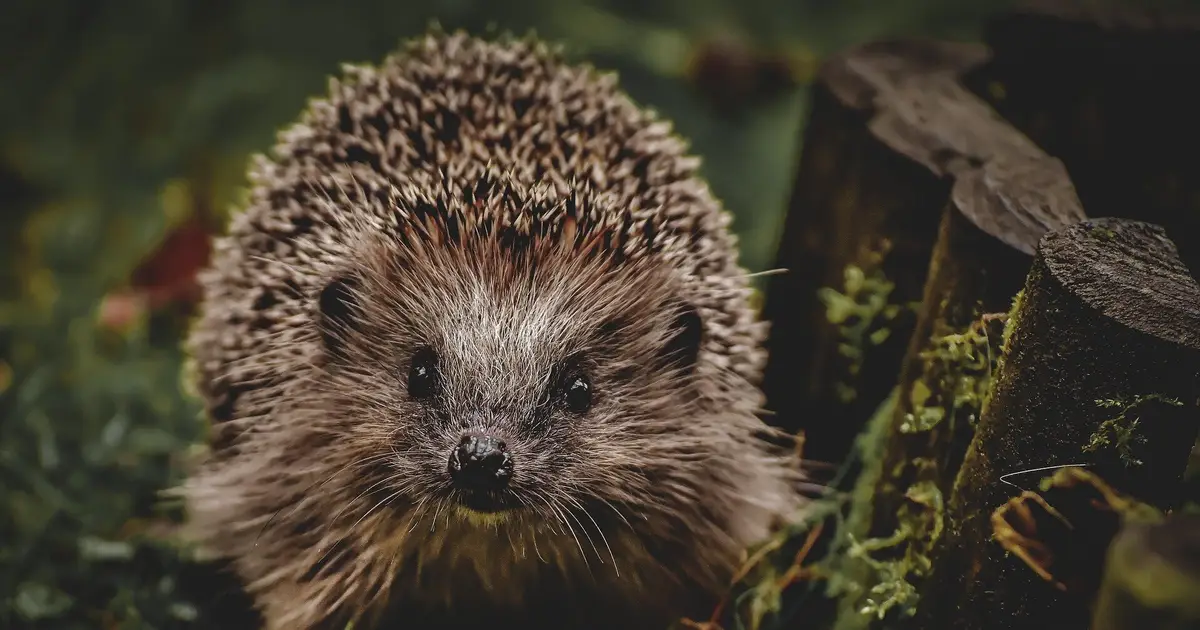 The importance of measuring stress in hedgehogs and how a new method could enhance welfare