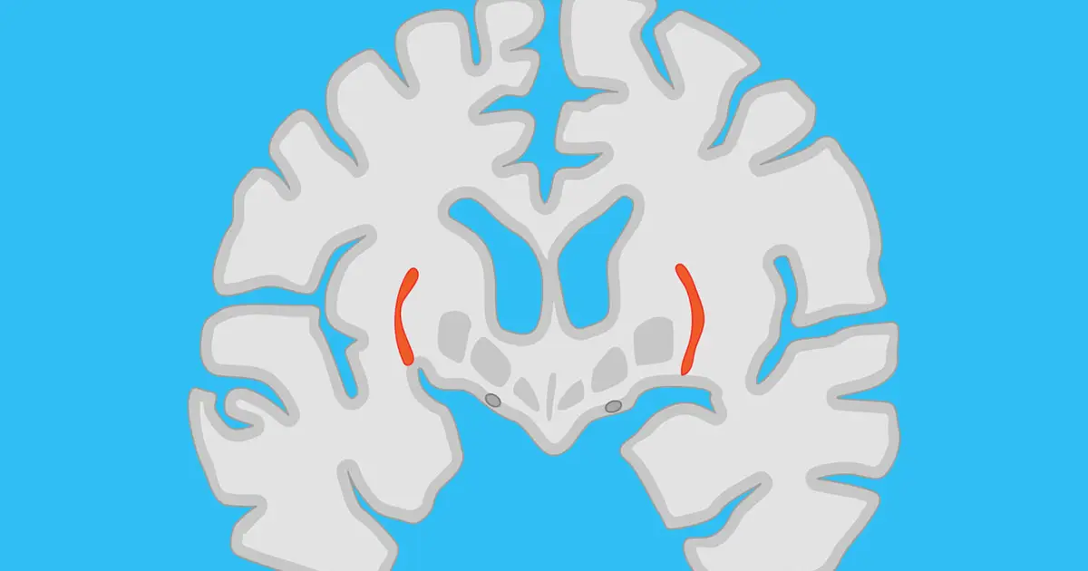Recordings from hidden brain region reveal clues to how we handle uncertainty