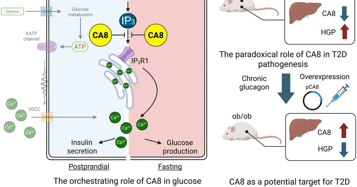 Shared signaling regulator may link liver and pancreas dysfunction in type 2 diabetes