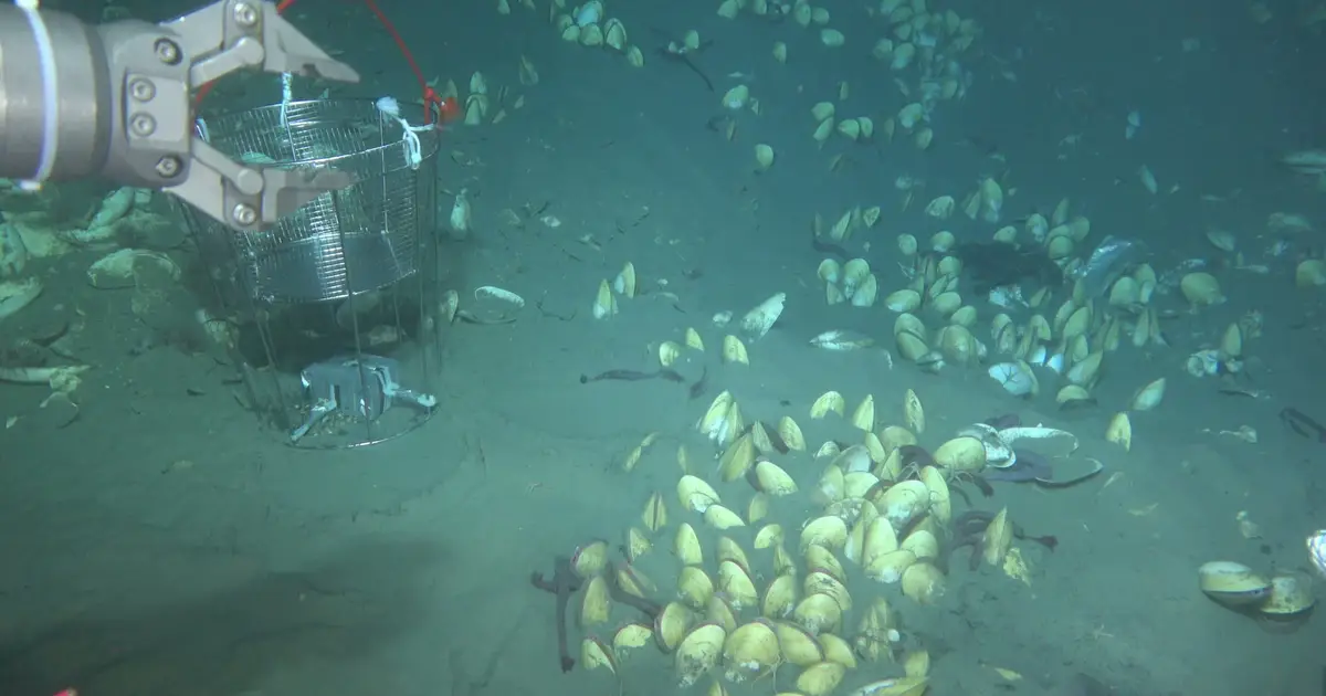 Deep-sea clams adjust bacterial partnerships to cope with dwindling chemical energy