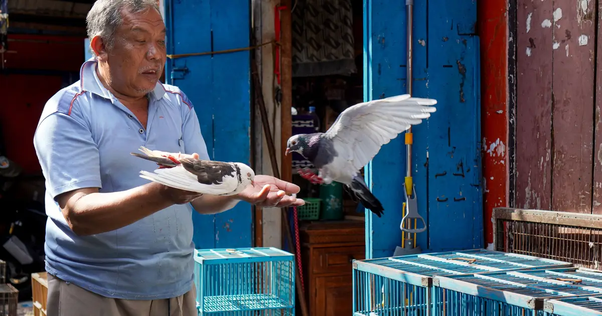 How pigeon fanciers are helping scientists understand lung disease