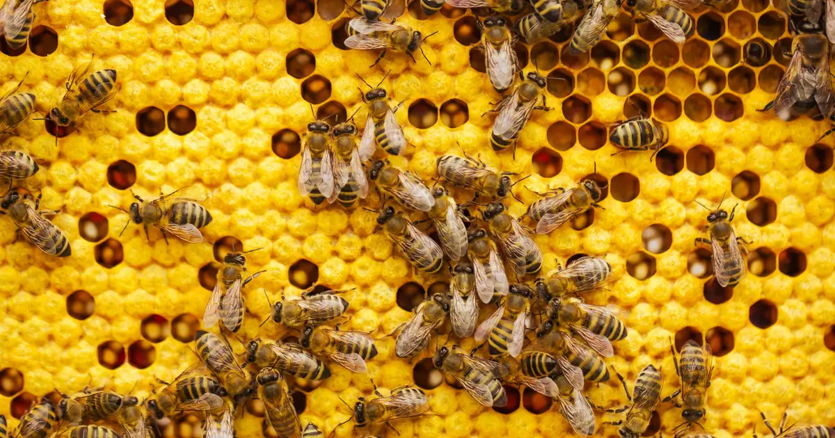 Almost a quarter of Dutch bee colonies did not survive last winter