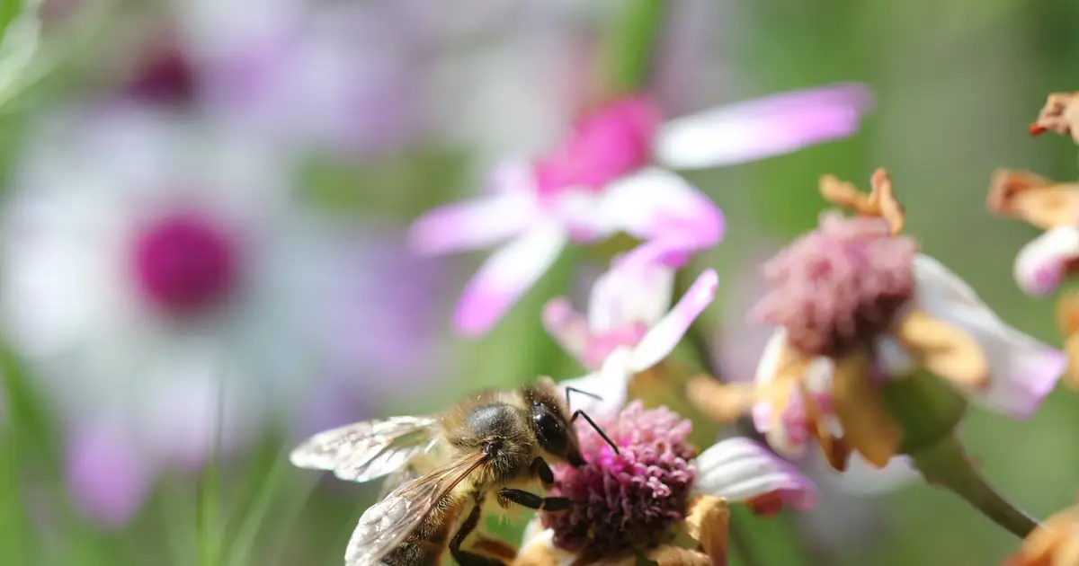 Honeybees struggle to gather nectar in August, direct measurements reveal