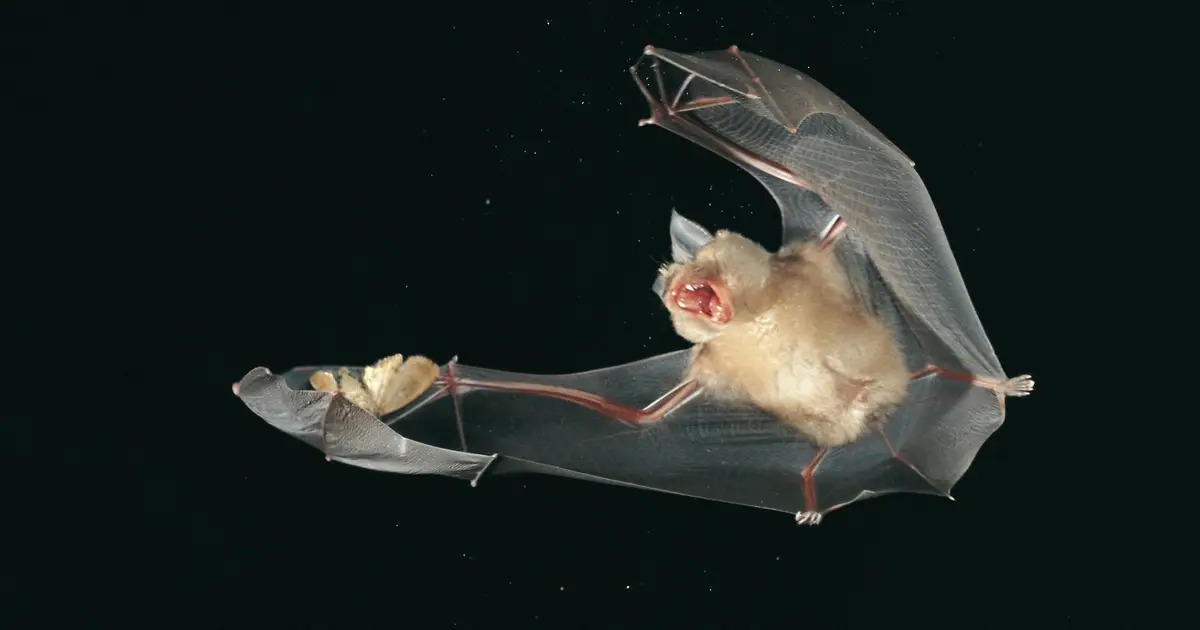 Horseshoe bats use echolocation to separate background echoes from those of fluttering prey