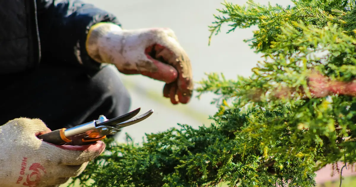 AI technology sees through leaves to transform horticulture