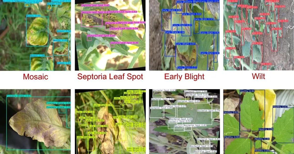 AI learns to spot tomato diseases using nearly 9,000 field images
