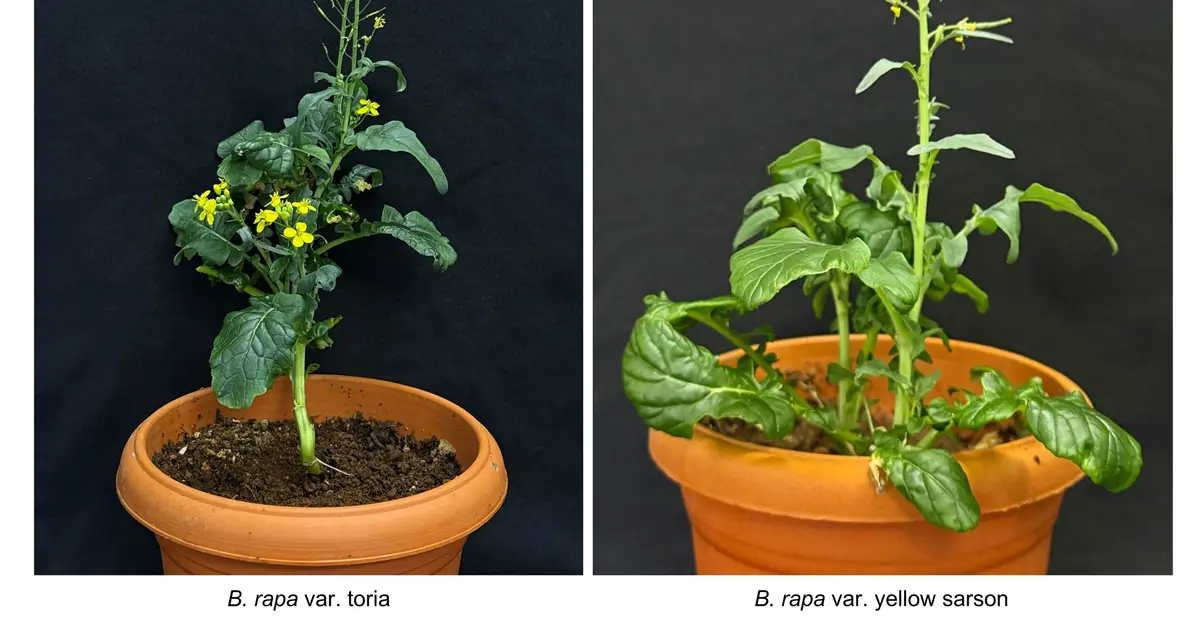 How a plant's refusal to self-pollinate could help India grow more of its own cooking oil