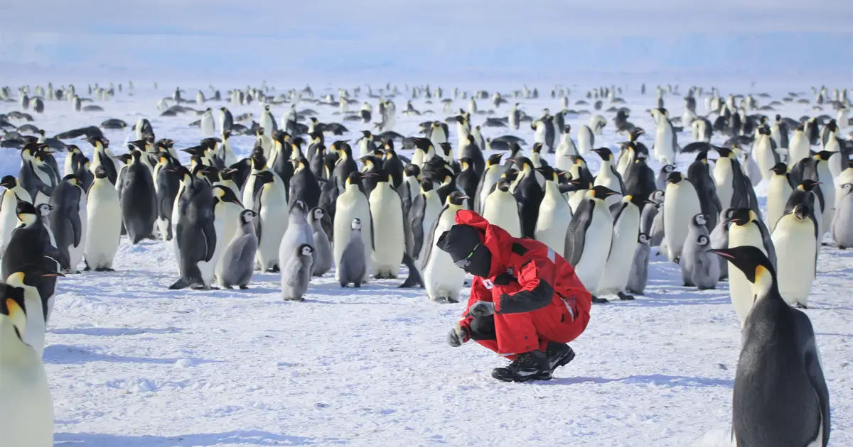How an iceberg may have stopped emperor penguins from breeding on Coulman Island in 2025