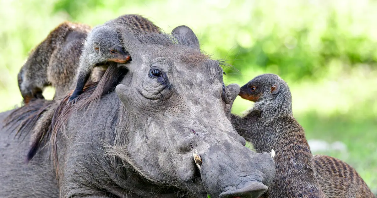 How animals communicate to work together across species boundaries