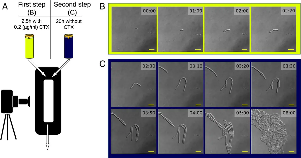 How bacteria sacrifice themselves to render antibiotics ineffective