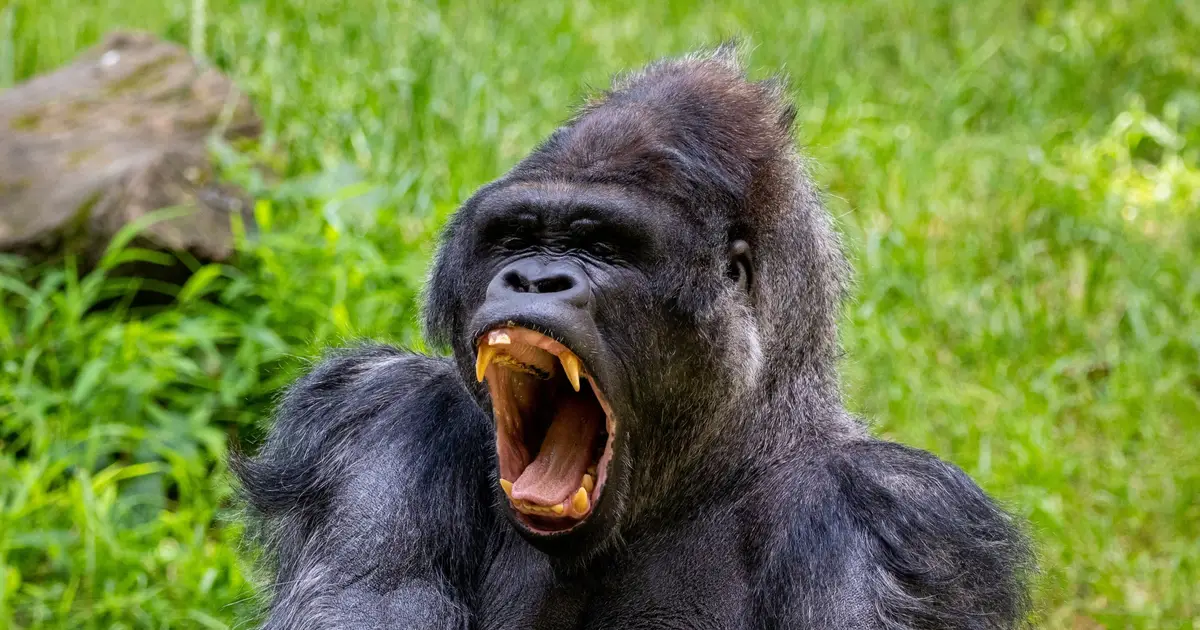 How body size and habitat shape the vocal repertoires of primates