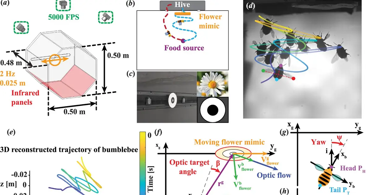 How bumblebees keep up with a flower that won't stay still