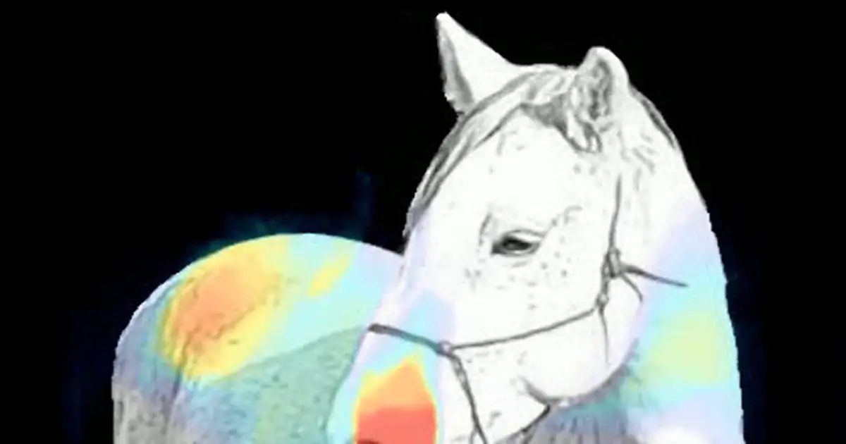 How can AI help identify pain when animals can't tell us they're suffering?