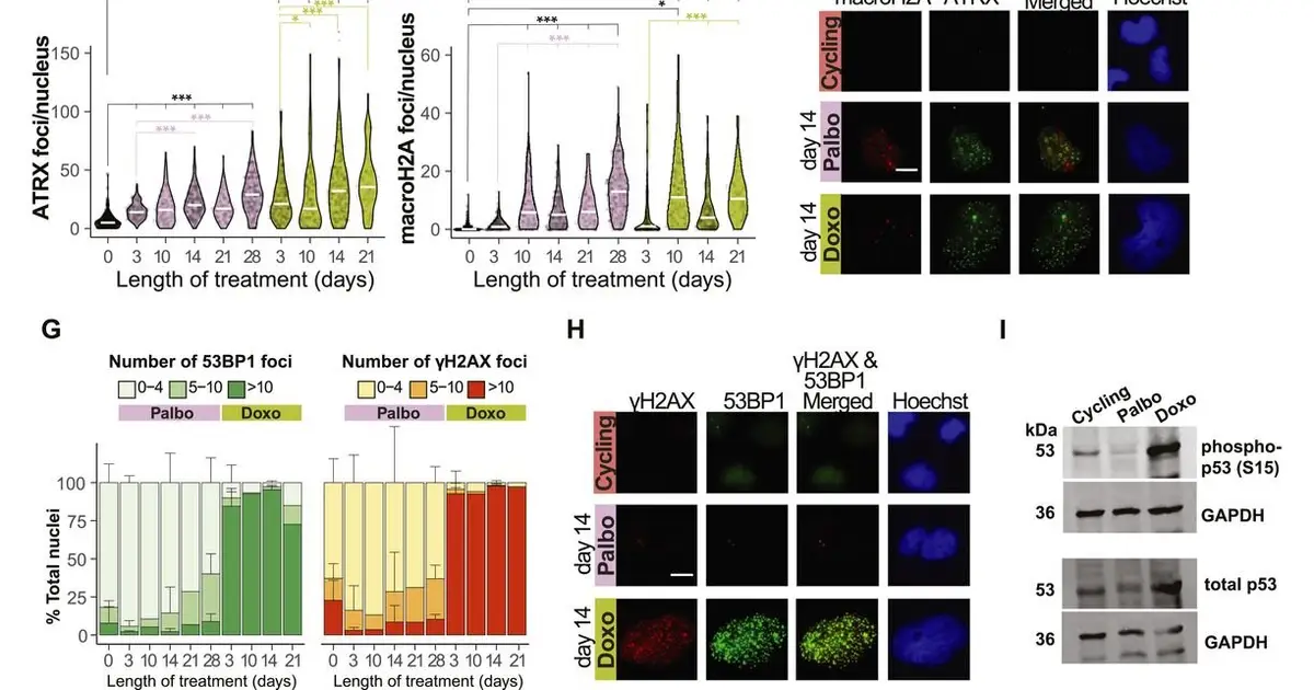 How 'undead' cells trigger cancer-promoting inflammation