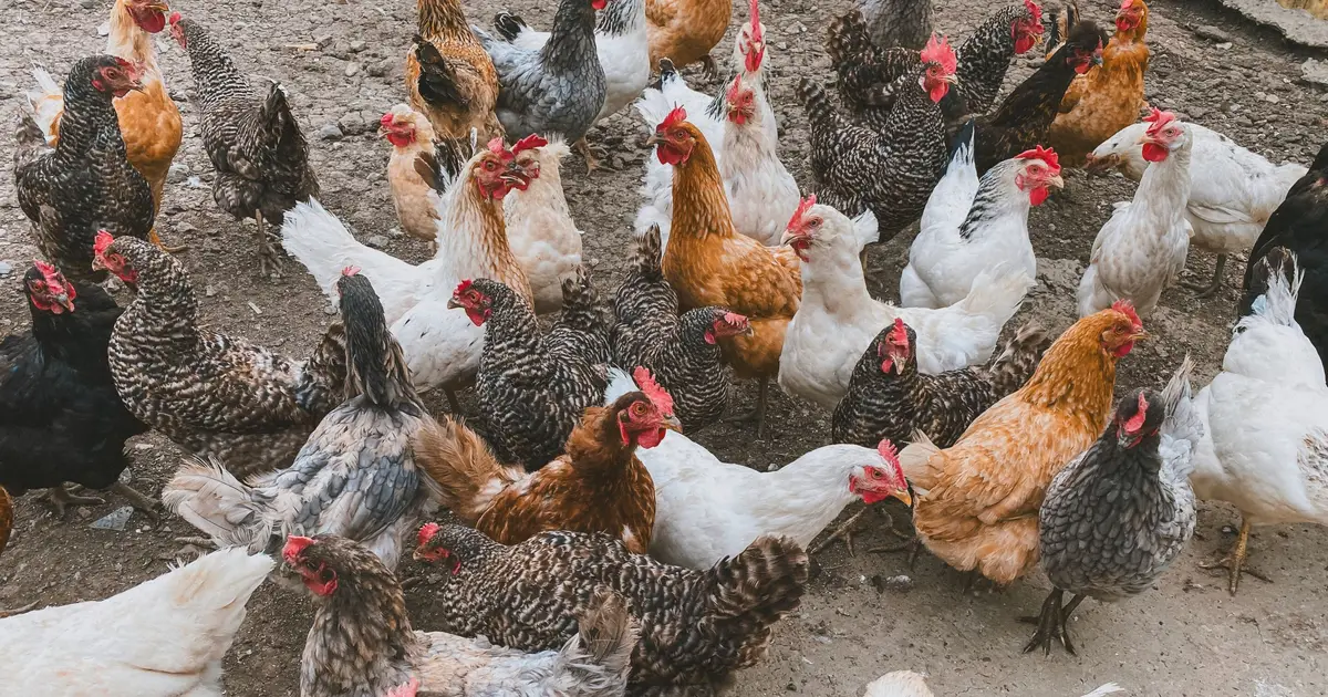 Why chickens come in so many colors, and what one gene reveals about evolution