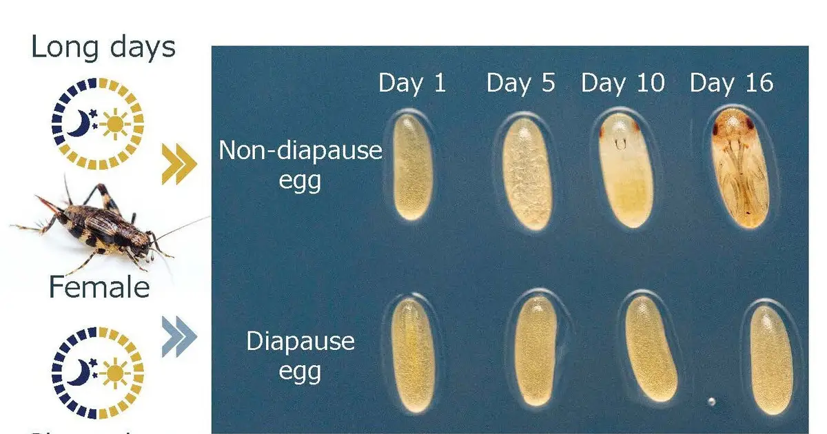 How cricket mothers control the developmental timing of their offspring