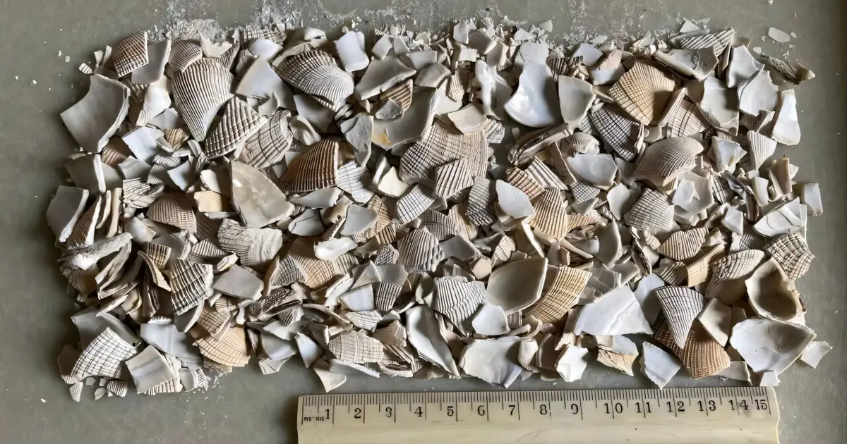 Long-standing Indigenous practice of adding shells to sand helps young clams withstand ocean acidification
