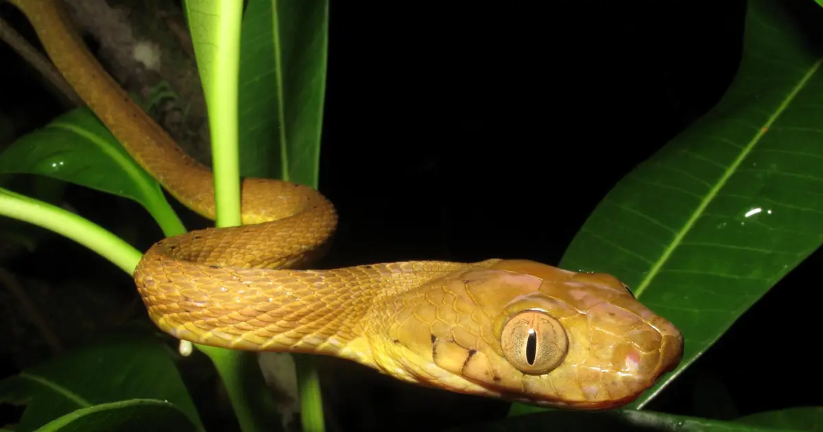 How did inbred brown tree snakes take over the island of Guam?