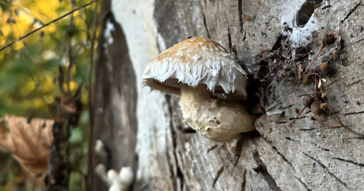 Fungal age remains elusive as underground networks continually grow, split and recycle