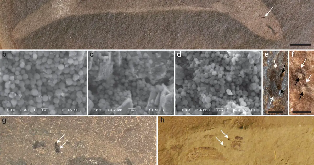 Hagfish fossils reveal stepwise eye simplification before near-total vision loss