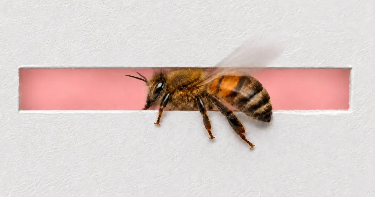 Honeybees reveal Weber's law in flight when choosing paths