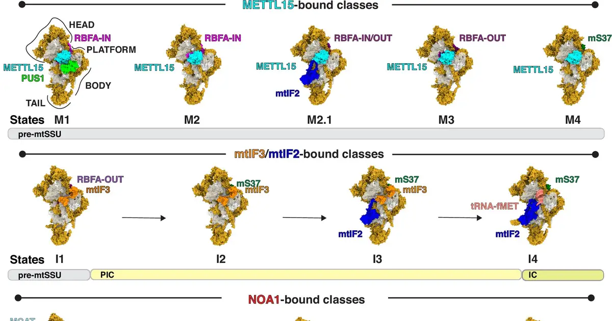 How mitochondria build their protein factories could help explain energy‑linked disease