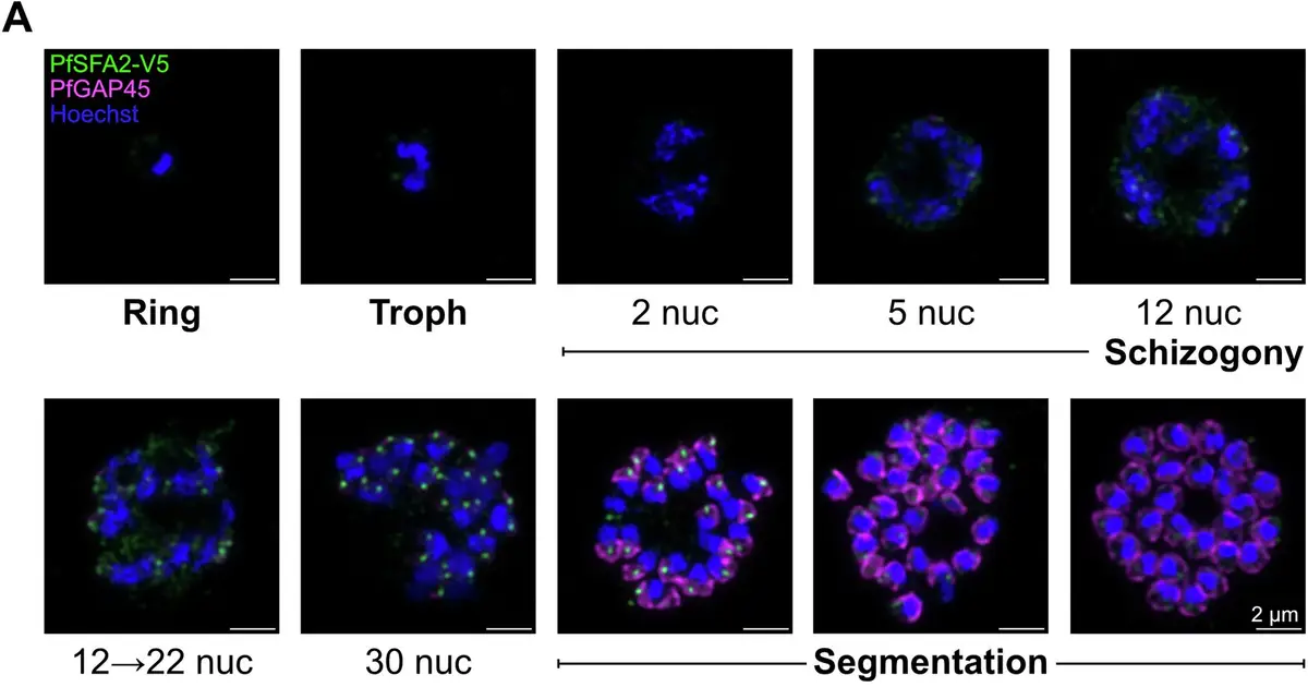 How molecular tethers and asynchronous replication drive parasite proliferation