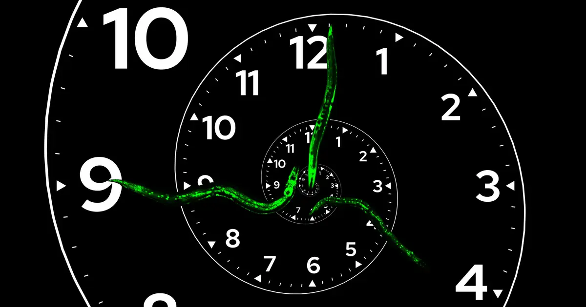 First nonrepeating biological clock discovered in C. elegans guides growth