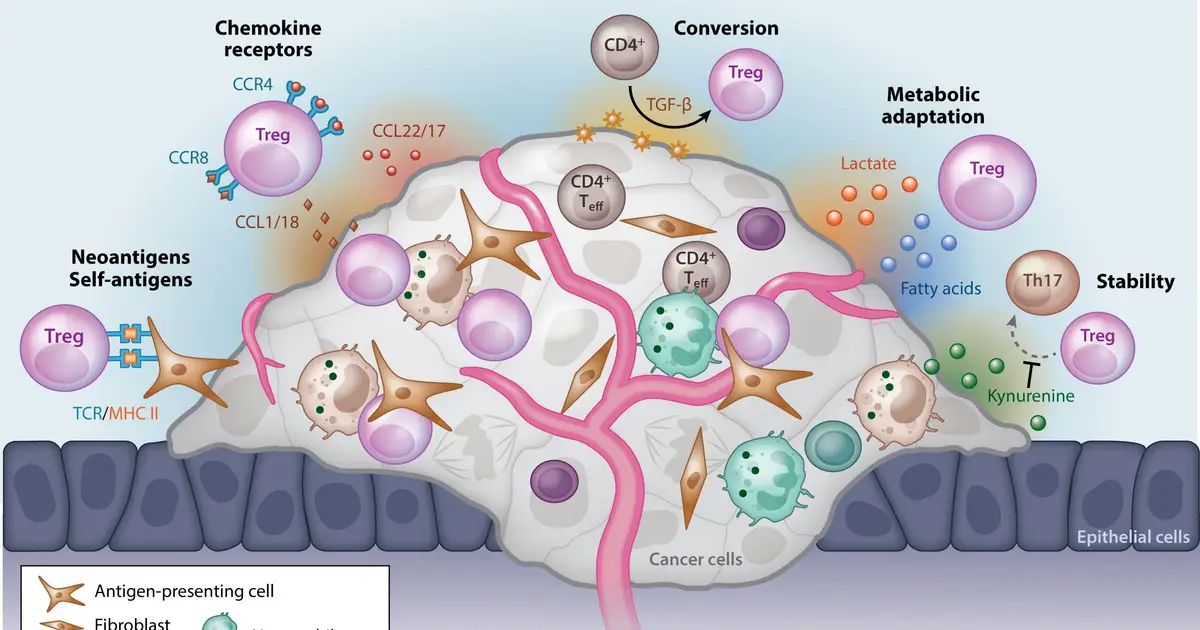 How 'peacemakers' of the immune system could unlock long-term disease remission