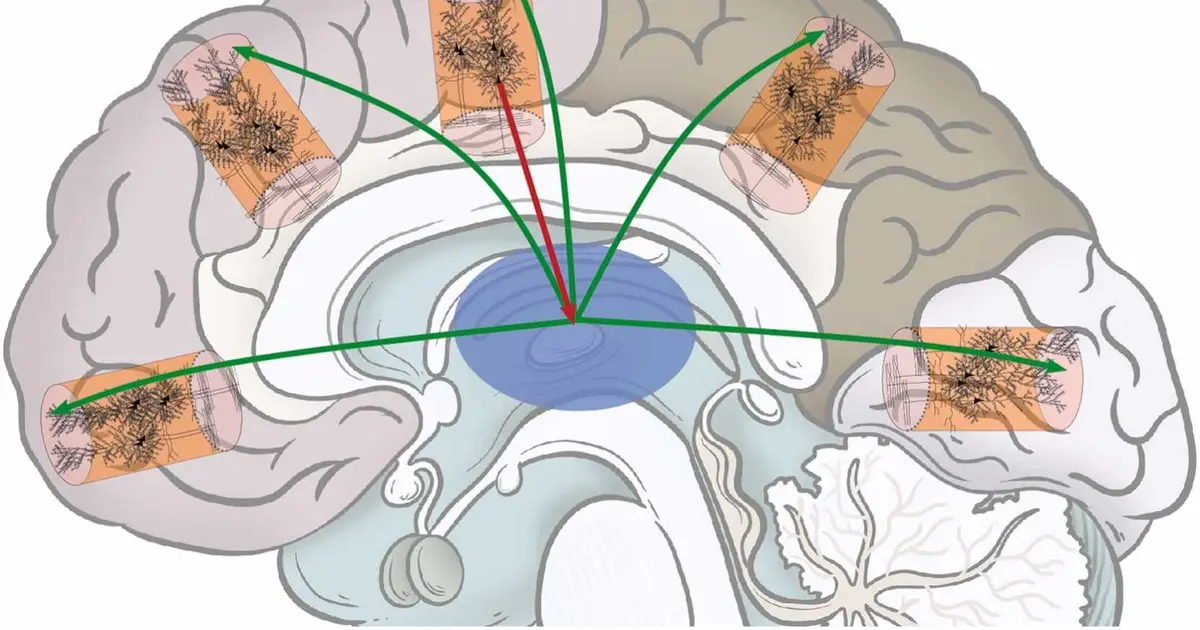 Psychedelics amplify brain connectivity through serotonin receptors, study suggests