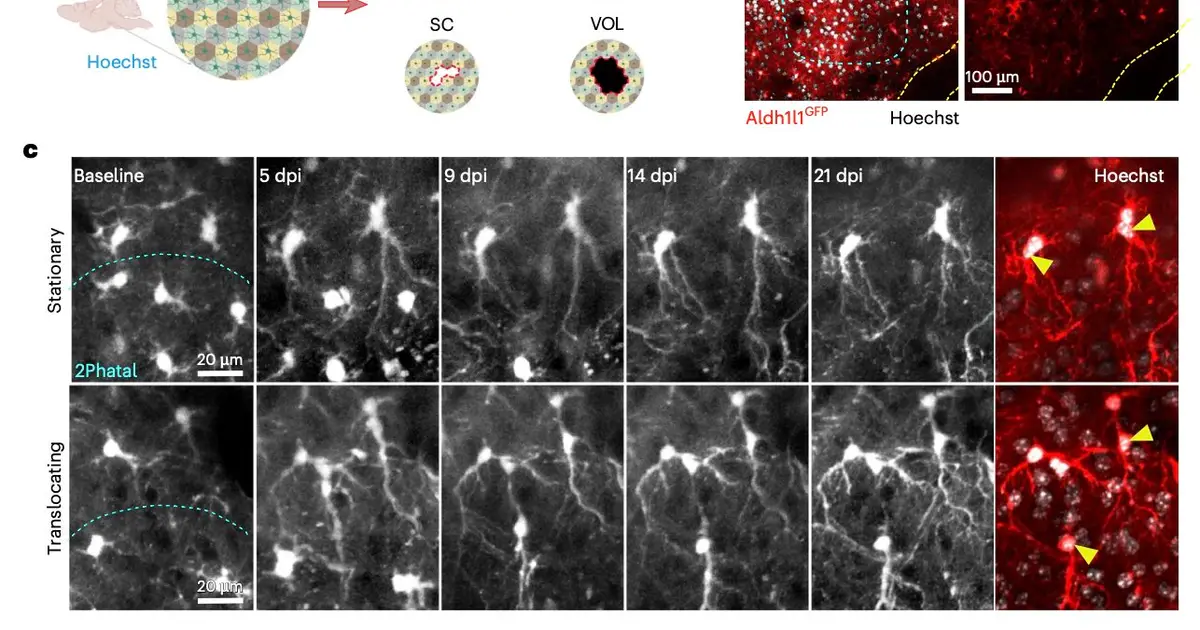 How multinucleated cells help the brain reorganize after localized astrocyte loss
