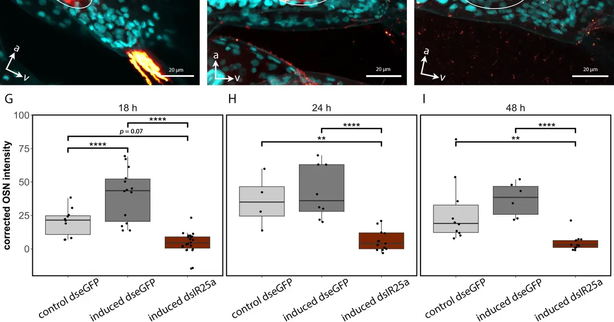 Why some water fleas suddenly grow helmets: Key receptors reveal how predator warnings trigger defense