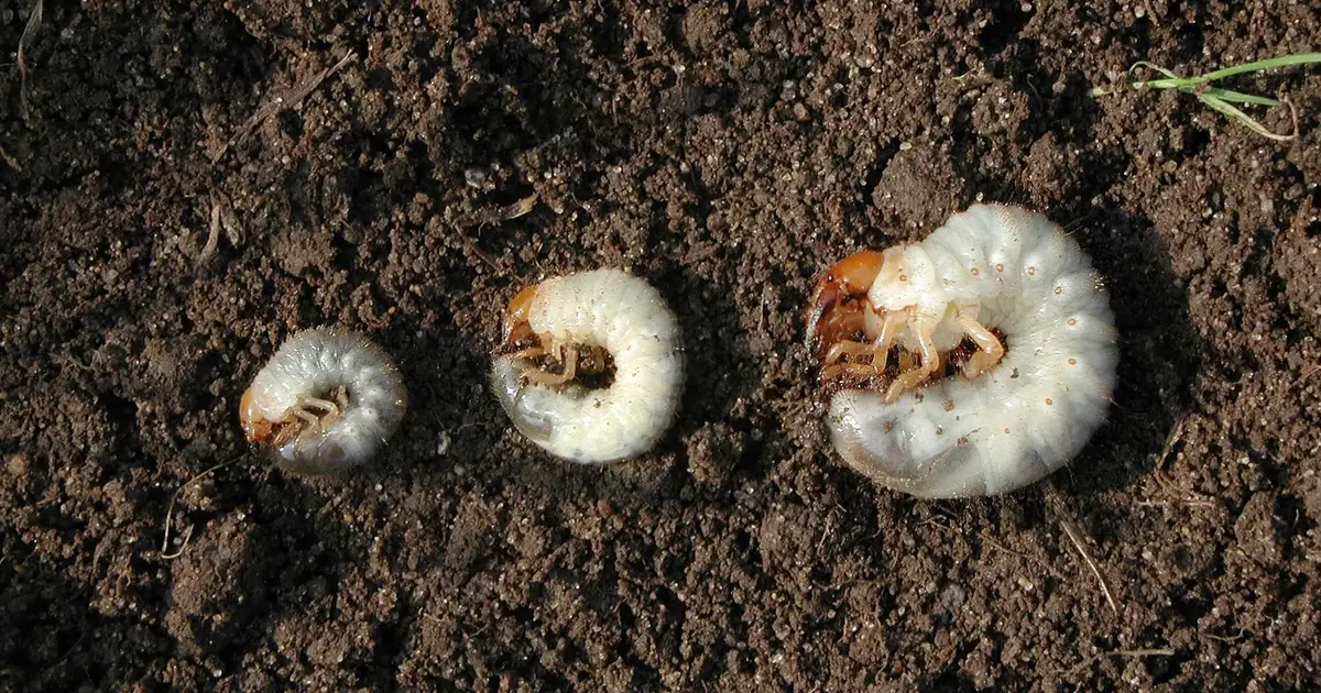 How to test your lawn for grubs and what to do if you find them