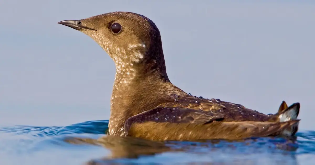 How we found Haida Gwaii's first marbled murrelet nest in more than 30 years