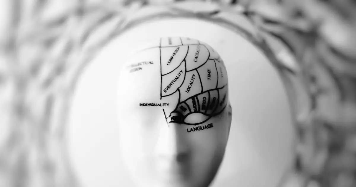Human brain is two separate organs, research finds