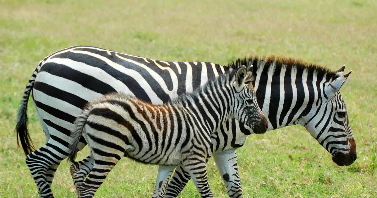 Human childbirth is not uniquely difficult among mammals
