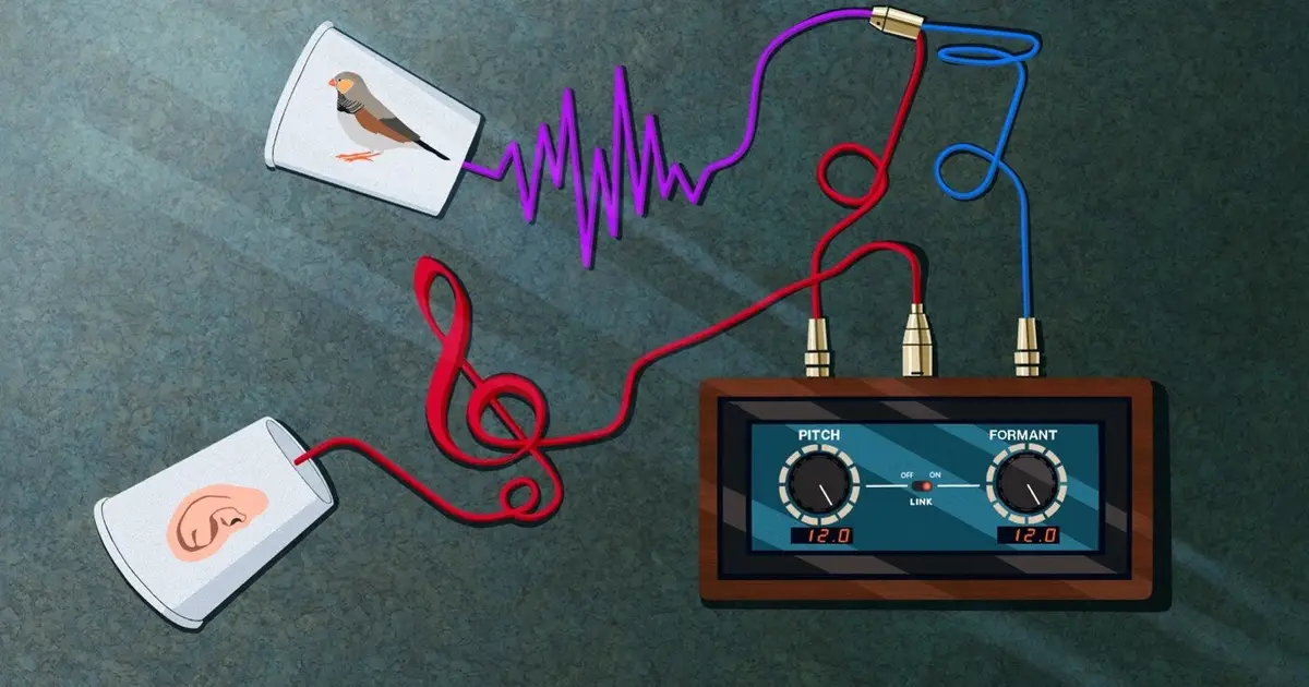 Humans and songbirds hear the same sounds, but organize them differently