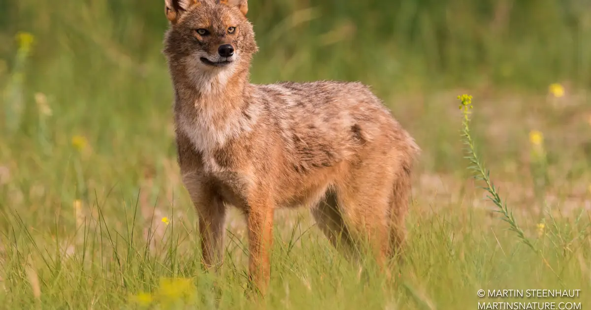 As wolves recover, golden jackals may still conquer most of Europe thanks to 'human shield'