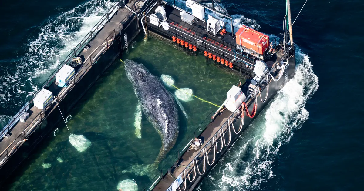 Humpback whale released after spectacular rescue effort found dead off Denmark