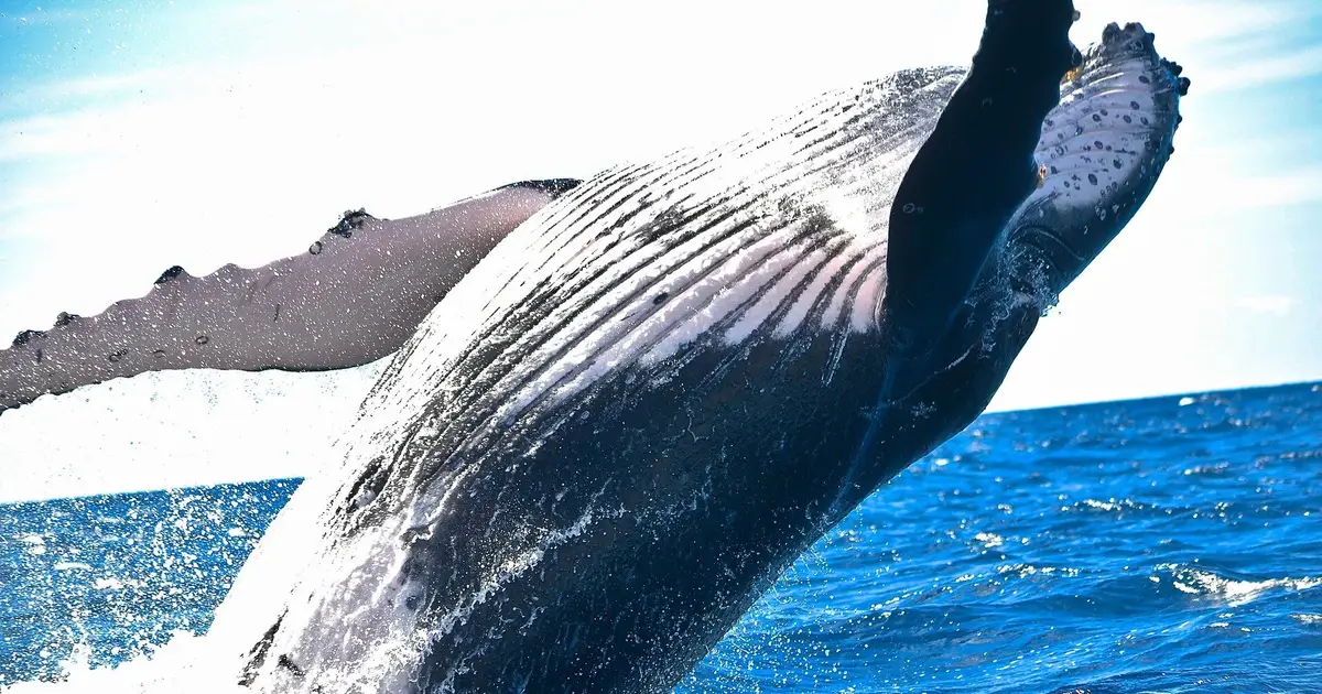 The discovery of the Great Barrier Reef's whale maternity ward