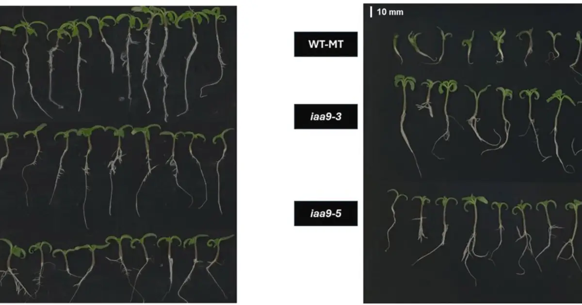 Key gene enables tomato seed germination under high-temperature conditions