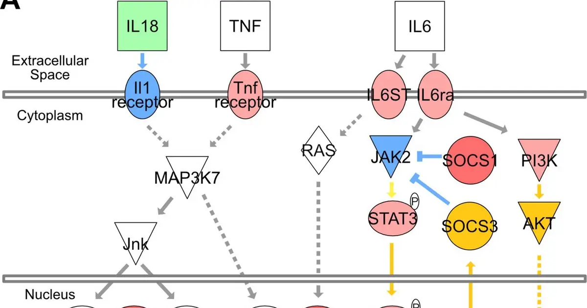 Immune molecule may contribute to excessive drinking in alcohol use disorder