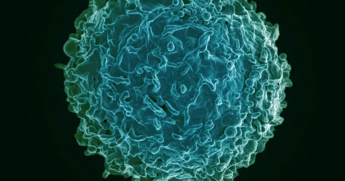 Atypical B cells shift immune roles as they develop, malaria study finds