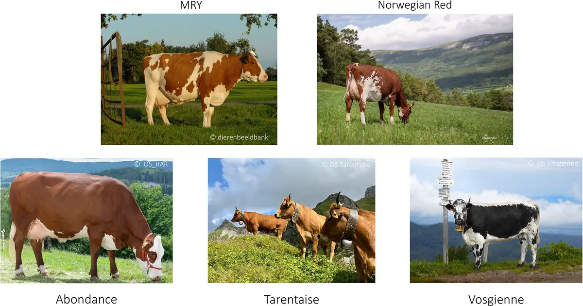 Impact of genomic selection on genetic diversity in five European cattle breeds