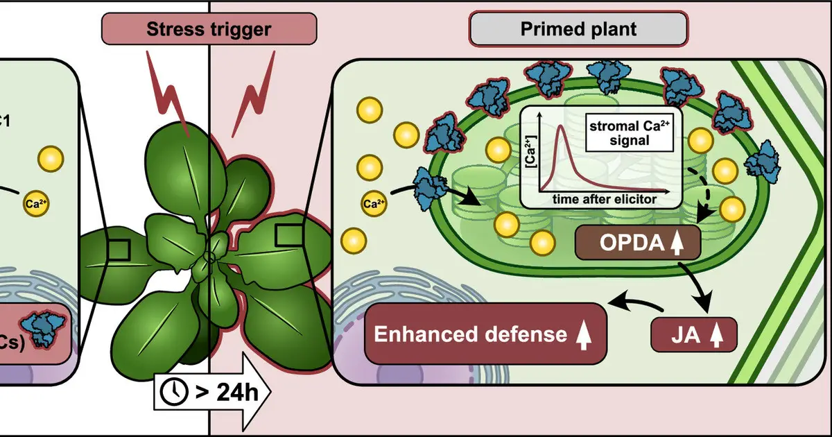 Important role of plastid ion channels in plant stress response identified
