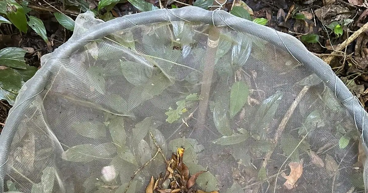 In Atlantic Forest restoration, connection between fragments is more important than fragment size