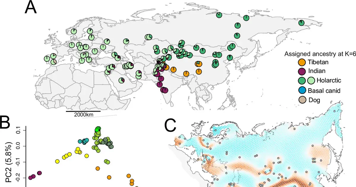 Indian and Tibetan wolves reveal ancient lineages with unexpected genomic diversity