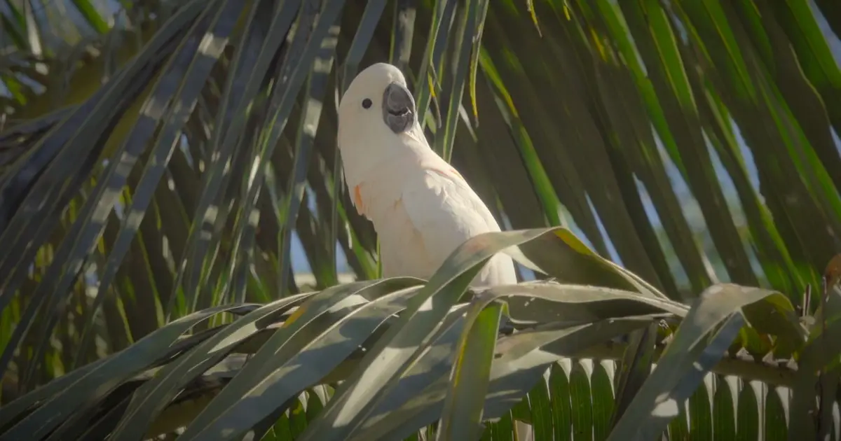 Indigenous-led conservation helps save endangered cockatoo