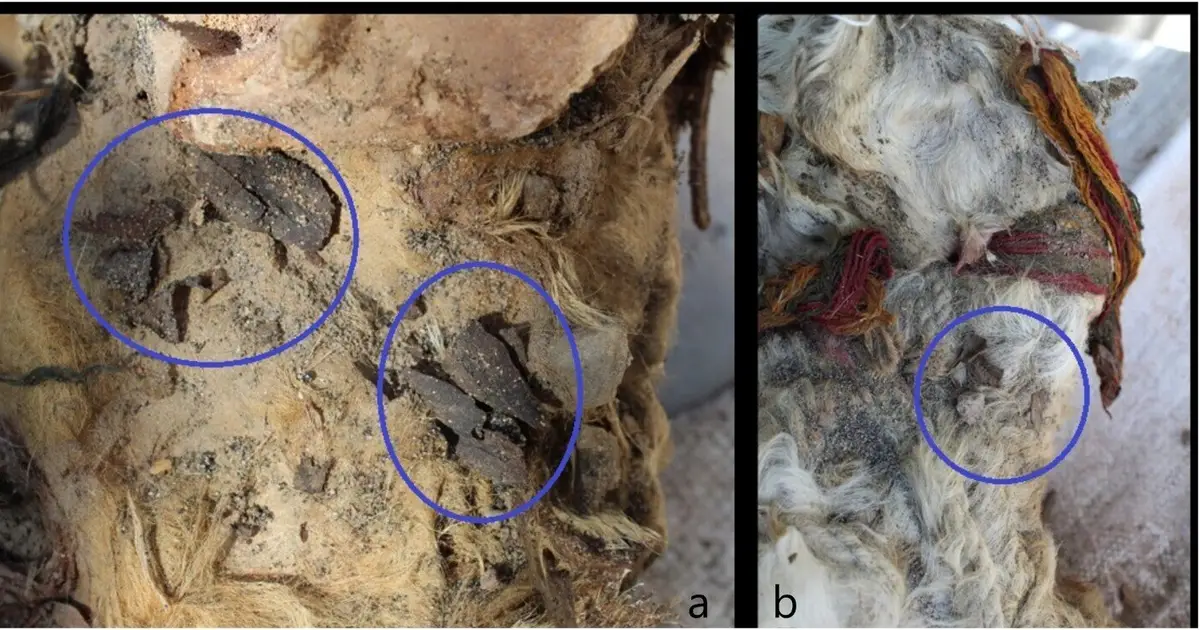 Inka scattered sacred coca leaves over sacrificed llamas, excavation suggests