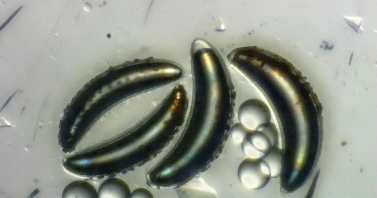How insect submariners survive the depths without imploding